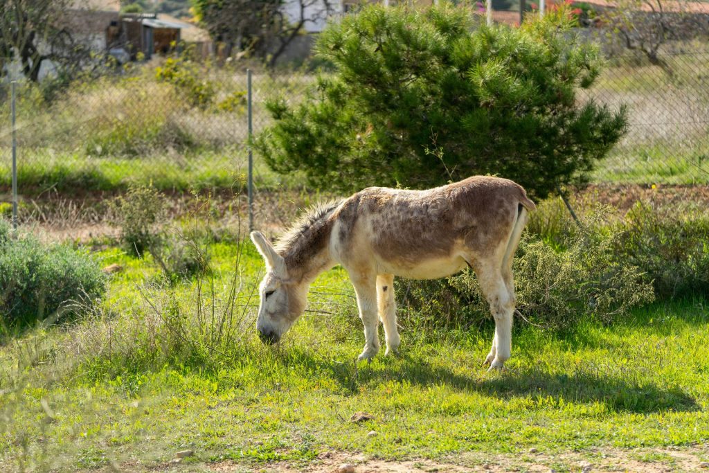 Finca Liarte fotos detalle20