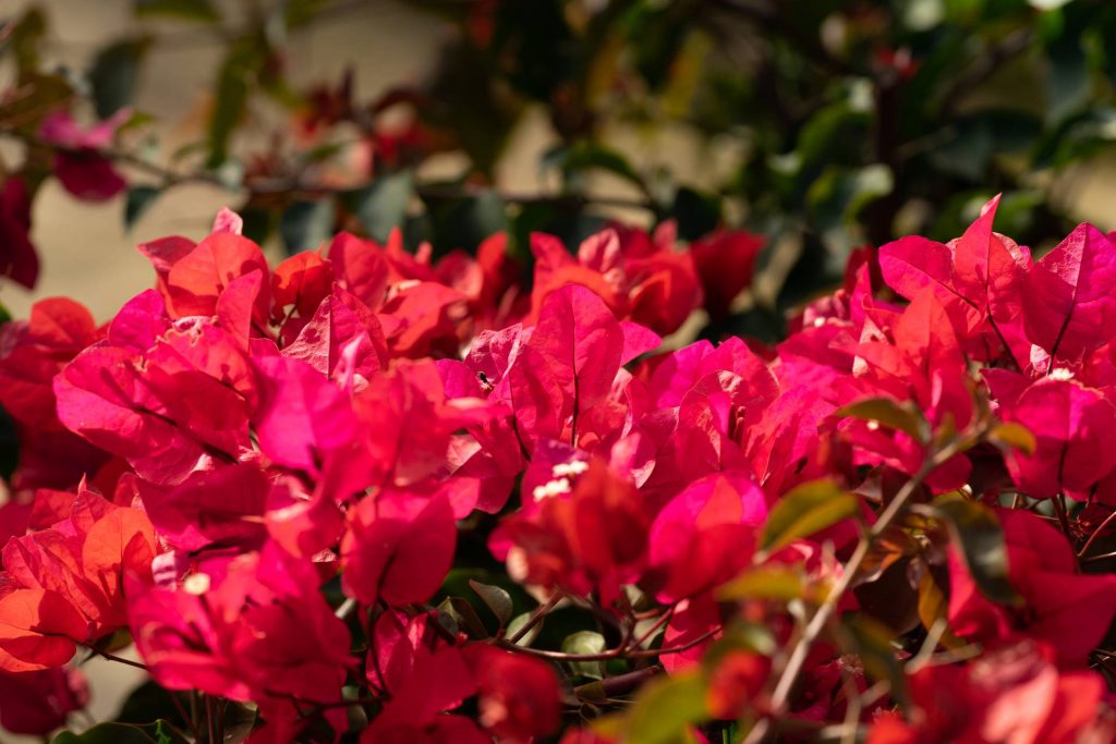 Finca Liarte fotos detalle27